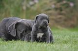 CANE CORSO 1320
